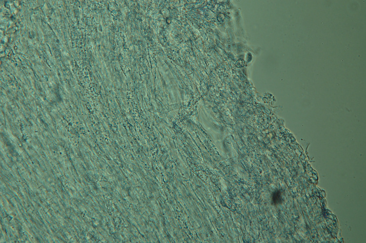 Mah...mi da l''idea di un Clitopilus...